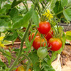 Stupice Tomato Seeds - (Lycopersicon lycopersicum)