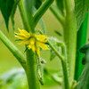Stupice Tomato flower - (Lycopersicon lycopersicum)