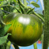 Green Cherokee Purple Tomato - (Lycopersicon lycopersicum)