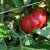 Ripe Red Mortgage Lifter Tomato - (Lycopersicon lycopersicum)