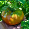 Red Brandywine Tomato
