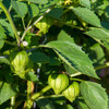 Verde Tomatillos ripening - (Physalis ixocarpa)