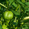 Verde Tomatillo on the vine 