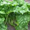 Fordhook Giant Swiss Chard  - (Beta vulgaris var. cicla)