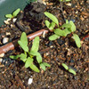 Rainbow Swiss Chard seedlings - (Beta vulgaris ssp. cicla)