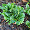 Barese Swiss Chard