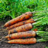 Scarlet Nantes Carrots