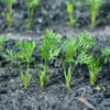 Scarlet Nantes Carrot Leaves