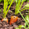 Scarlet Nantes Carrot Seeds - (Daucus carota var. sativus)