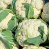 Snowball Y Improved Cauliflower - (Brassica oleracea) 