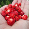 Ruegen Alpine Strawberries - (Fragaria vesca)