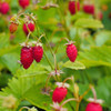 Ruegen Alpine Strawberries on plant - (Fragaria vesca)