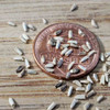 Heirloom Frisee Endive Seeds - (Cichorium endivia var. crispa)