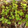 Georgia Southern Heirloom Collard Greens seedlings - (Brassica oleracea)