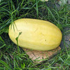 Mature Spaghetti Winter Squash - (Cucurbita pepo)