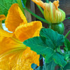 Waltham Butternut Winter Squash Flowers
