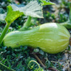 Green Waltham Butternut Winter Squash