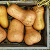 Waltham Butternut Winter Squash