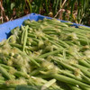 Freshly Harvested Baby Corn - (Zea mays)