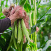 Harvesting Baby Corn - (Zea mays)