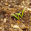 Young Giant Nobel Spinach Seedling - (Spinacia oleracea)