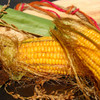 Golden Bantam Sweet Corn ears - (Zea mays)