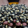 Handful of Hopi Blue Heirloom Corn Seeds - (Zea mays) 