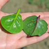 Green and Red Malabar Spinach Leaves- (Basella alba)