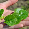 Green  Malabar Spinach Leaves- (Basella alba)