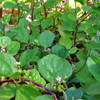 Red Malabar Spinach Leaves - (Basella rubra)