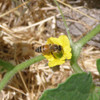 Bee on Armenian Pale Green Cucumber Flower - (Cucumis melo)