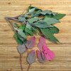 Harvested Red Aztec Spinach/Huauzontle leaves - (Chenopodium berlandieri)