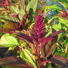 Red Garnet Amaranth plant with seeds - (Amaranthus hybridus)