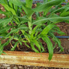 Young Mennonite Sorghum plant - (Sorghum bicolor)