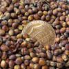 Heirloom Mennonite Sorghum Seeds - (Sorghum bicolor)