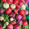 Gourmet Radish Blend  - (Raphanus sativus)