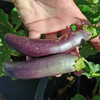 Long Purple Italian Eggplant fruits - (Solanum melongena var. esculentum)