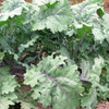 Backyard Chickens Collection - Red Russian Kale