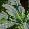 Lacinato Kale - (Brassica oleracea)