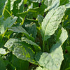 Young Lacinato Kale - (Brassica oleracea)