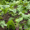 Young Red Russian Kale leaves - (Brassica napus var. pabularia)