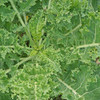 Vates Blue Curled Kale leaves - (Brassica oleracea)