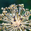 American Flag /Giant Musselburg Leek Seeds - (Allium ampeloprasum)