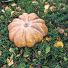 Musquée de Provence/Fairy Tale Pumpkin - (Cucurbita moschata)