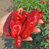 Melrose Sweet Pepper - (Capsicum annuum)
