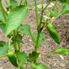 Young Anaheim Peppers on the bush - (Capsicum annuum)