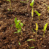 Anaheim Pepper seedlings - (Capsicum annuum)
