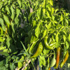 Maturing  Anaheim Peppers - (Capsicum annuum)