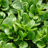 Mature Corn Salad/Lambs Lettuce/Mache plants - (Valerianella locusta)