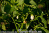 Concho Chile - (Capsicum annuum)